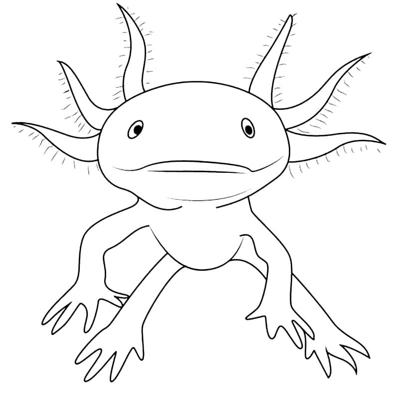 Axolotl Coloring Page Printable