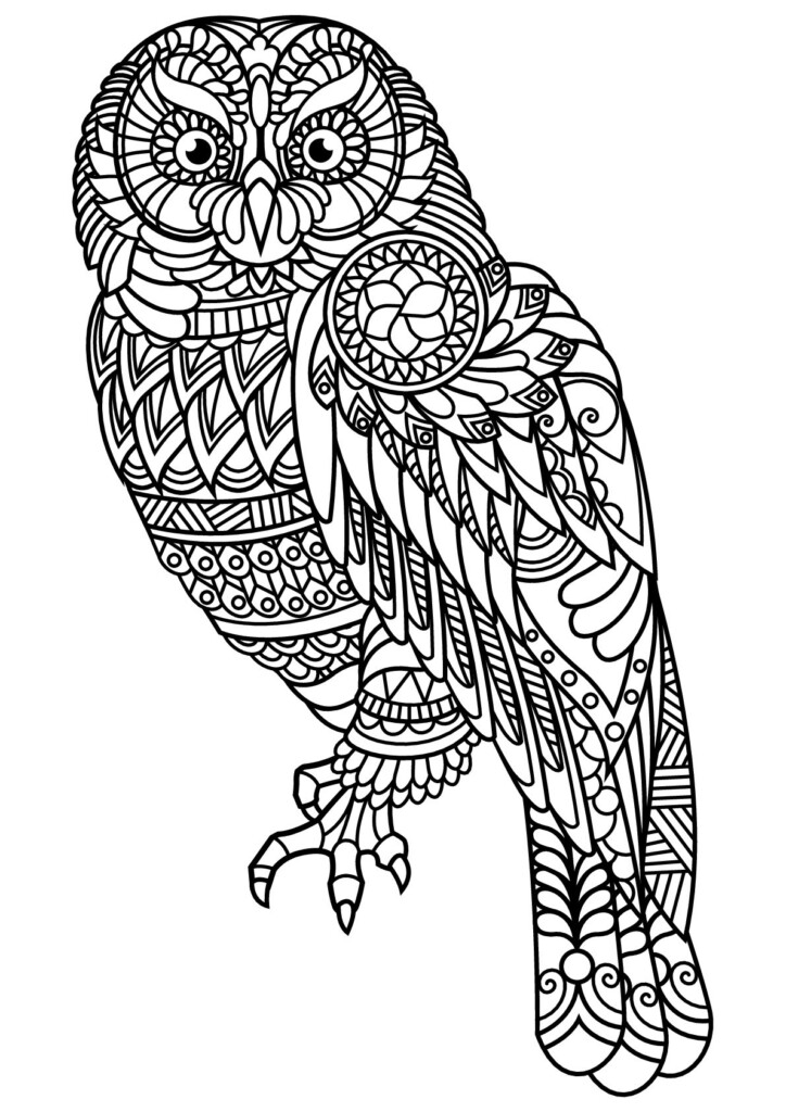 Free Printable Owl Coloring Pages