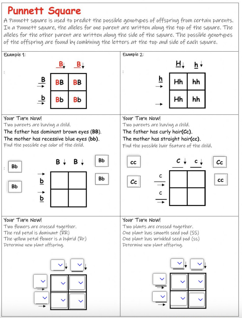 Free Printable Punnett Square Worksheets FREE Printable HQ
